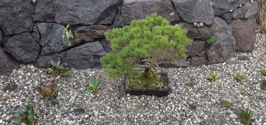 Japangarten mit Formgehölz vor Basaltmauer